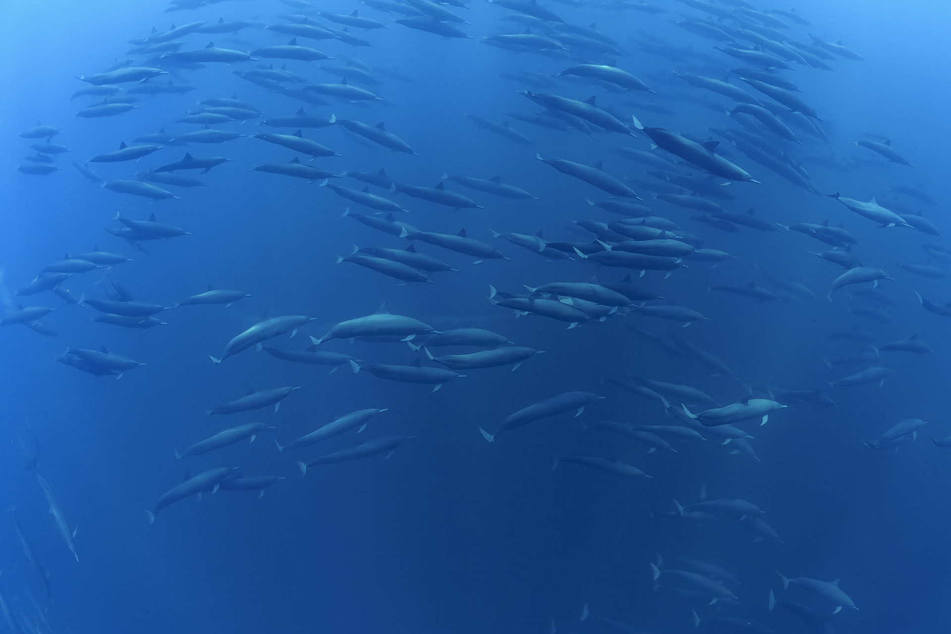 Superpod of Spinner dolphins